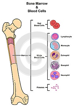 Bone Marrow & Blood Cells photo