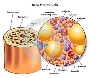 Bone marrow cells