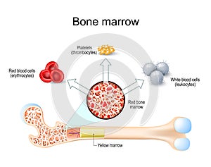 bone marrow. Hematopoiesis photo