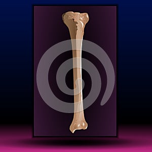 Bone marrow - Human bone structure - vector illustration