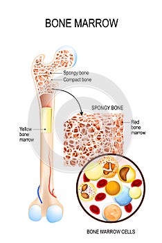 Bone Marrow Yellow, Red and blood cells