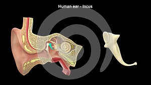 A bone in the middle ear