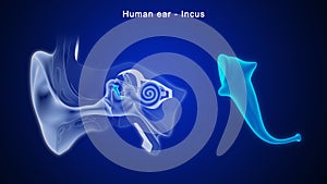 A bone in the middle ear