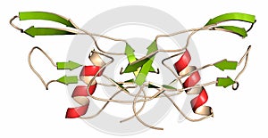 Bone morphogenetic protein 2 (BMP-2) protein. Plays important role in development of bone and cartilage