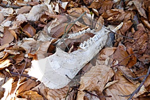 The bone remains of a wild boar\'s jaw lie on the leaf-covered forest floor . Hunted pig teeth . Natural hunting trophy .