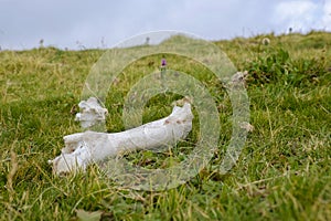 Bone remnants lying in the grass