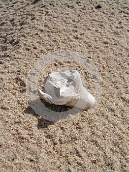 Bone in the sand photo
