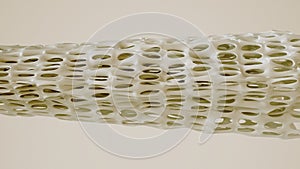 Bone spongy structure illustration - 3D Rendering