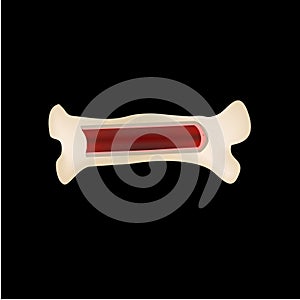 Bone stem cell. Bone marrow. Blood cells. Infographics. Vector illustration on isolated background.