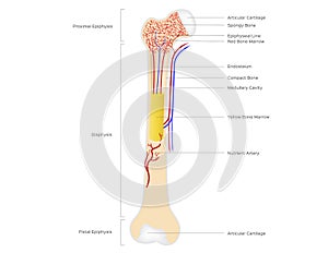 Bone structure anatomy for science and education . illustration . human bone photo