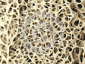 Bone structure close-up photo