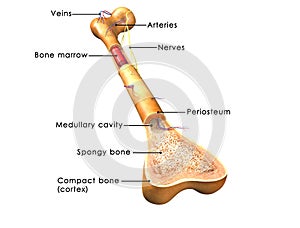 Bone structure photo