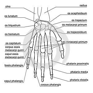 Bone structure of the human hand.