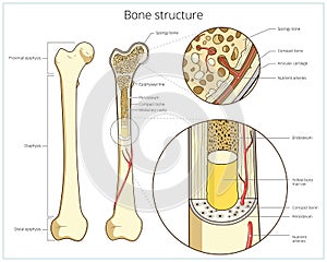 Bone structure medical educational vector