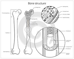 Bone structure medical educational vector