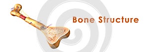 Bone structure photo
