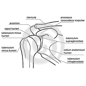 Bone structure of the shoulder joint.