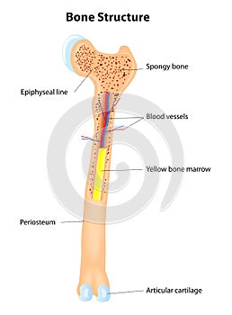 Bone Structure. Vector scheme photo