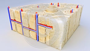 Bone tissue closeup through a cross section of a bone - 3D rendering