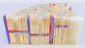 Bone tissue closeup through a cross section of a bone - 3D rendering