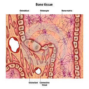 Bone tissue with the name photo