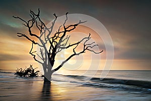 Bone Yard Sunrise Botany Bay Beach Edisto Island photo