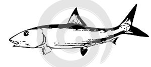 Bonefish fish vector