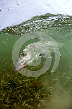 Bonefish on a fly