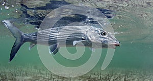 BONEFISH HOOK ON FLY photo