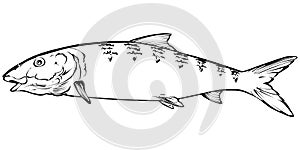 Bonefish Illustration