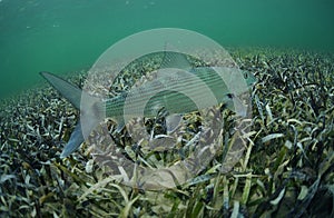 Bonefish in ocean