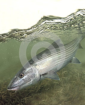 Agua salada buscar cangrejos 