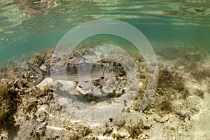 Bonefish Underwater