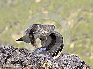 Bonelli eagle