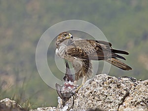 Bonelli eagle female