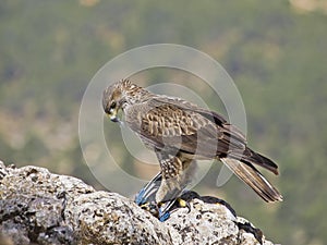 Bonelli eagle