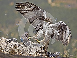 Bonelli eagle