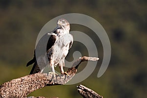 Bonelli eagle