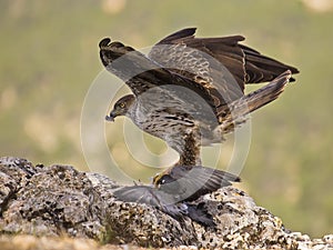Bonelli eagle