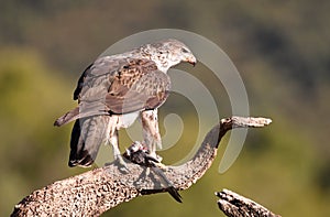 A Bonelli`s Eagle