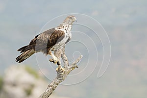 Bonelli's Eagle (Aquila fasciata)