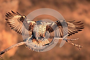 The Bonelli`s eagle Aquila fasciata young female lands on a dry branch with orange rocks as a background. A large eagle in