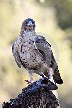 Bonelli`s eagle photo