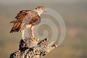 Bonelli`s Eagle catches its territory photo