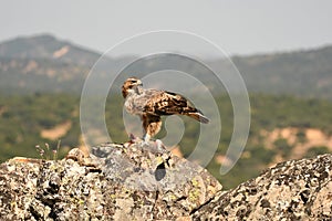 Bonelli`s Eagle catches its territory with prey photo