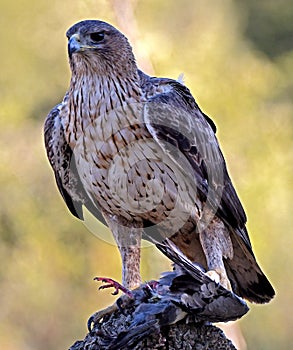 Bonelli`s eagle with a dove photo