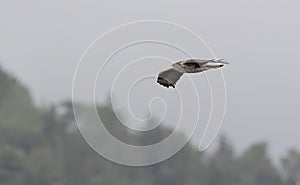 Bonelli's Eagle, Greece