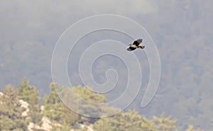 Bonelli's Eagle (Aquila fasciata), Greece
