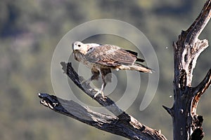Bonelli`s Eagle with its prey on its perch
