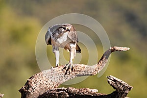 Bonelli`s Eagle with its prey on its perch
